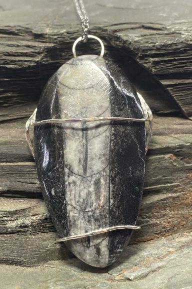 Orthoceras01