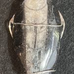 Tale Of The Ancient Mariner - Orthoceras Fossil Pendant Created By Rox pendant argentium_silver orthoceras